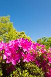 Blue Sky and Azalea-kenjii2011-Photographic Print