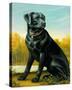 Kennel Club I-Dupre-Stretched Canvas