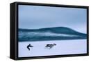 Canvas Black