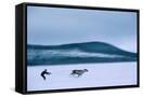 Canvas Black