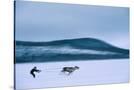 Stretched Canvas