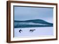 Brown Frame