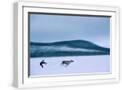White Frame