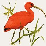 I For Ibis-Kenneth Lilly-Framed Giclee Print