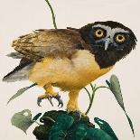 Spectacled Owl-Kenneth Lilly-Mounted Giclee Print