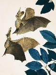 The Long-Eared Bat-Kenneth Lilly-Giclee Print
