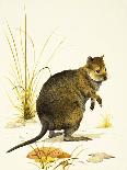 The Quokka from Australia, a Type of Wallaby-Kenneth Lilly-Giclee Print
