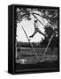 Kenneth Merriman Swinging on Tree Limb After Kicking Away Stilts-Robert W^ Kelley-Framed Stretched Canvas