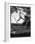 Kenneth Merriman Swinging on Tree Limb After Kicking Away Stilts-Robert W^ Kelley-Framed Photographic Print