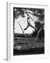 Kenneth Merriman Swinging on Tree Limb After Kicking Away Stilts-Robert W^ Kelley-Framed Photographic Print