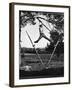 Kenneth Merriman Swinging on Tree Limb After Kicking Away Stilts-Robert W^ Kelley-Framed Photographic Print