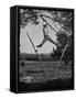 Kenneth Merriman Swinging on Tree Limb after Kicking Away Stilts-null-Framed Stretched Canvas