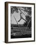 Kenneth Merriman Swinging on Tree Limb after Kicking Away Stilts-null-Framed Photographic Print