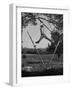 Kenneth Merriman Swinging on Tree Limb after Kicking Away Stilts-null-Framed Photographic Print