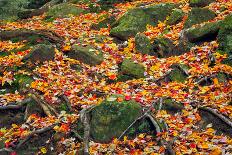 Rocks and Leaves-KennethKeifer-Photographic Print