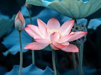 Blooming Lotus Flower-kenny001-Photographic Print