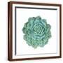 Brown Frame