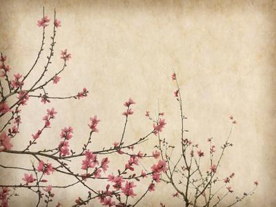Spring Plum Blossom Blossom On Old Antique Vintage Paper Background Posters Kenny001 Allposters Com