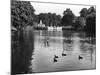 Kensington Gardens Lake-Fred Musto-Mounted Photographic Print