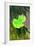 Kensington Gardens Series: Leaf Cascade, 2007-Izabella Godlewska de Aranda-Framed Giclee Print