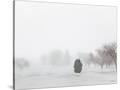 Stretched Canvas