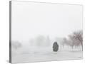 Stretched Canvas