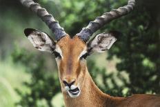 Kenya, Maasai Mara, Impala Looking at Camera-Kent Foster-Photographic Print