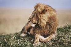 Kenya, Maasai Mara, Young Male Lion on Tree-Kent Foster-Photographic Print