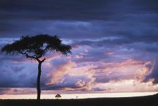 Kenya, Maasai Mara National Reserve, Lion Resting in Grass-Kent Foster-Photographic Print