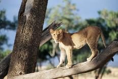 Kenya, Mother Lion with Cubs-Kent Foster-Photographic Print