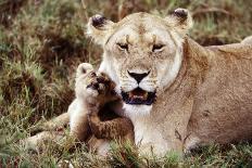 Kenya, Mother Lion with Cubs-Kent Foster-Photographic Print