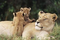 Kenya, Mother Lion with Cubs-Kent Foster-Photographic Print