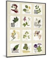 Kent Garden Fragments-Hewitt-Mounted Giclee Print