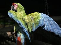 APTOPIX Costa Rica Endangered Macaws-Kent Gilbert-Mounted Photographic Print