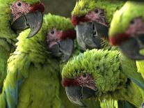 APTOPIX Costa Rica Endangered Macaws-Kent Gilbert-Premium Photographic Print