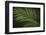 Kentia Palm Leaf-DLILLC-Framed Photographic Print