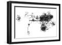 Black Frame
