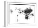 White Frame