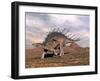 Kentrosaurus Dinosaur Walking in the Desert-null-Framed Art Print