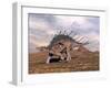 Kentrosaurus Dinosaur Walking in the Desert-null-Framed Art Print