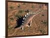 Kentrosaurus Dinosaur Walking in the Desert-null-Framed Art Print