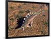 Kentrosaurus Dinosaur Walking in the Desert-null-Framed Art Print