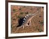 Kentrosaurus Dinosaur Walking in the Desert-null-Framed Art Print