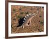 Kentrosaurus Dinosaur Walking in the Desert-null-Framed Art Print