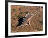 Kentrosaurus Dinosaur Walking in the Desert-null-Framed Art Print