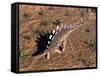 Kentrosaurus Dinosaur Walking in the Desert-null-Framed Stretched Canvas