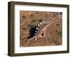 Kentrosaurus Dinosaur Walking in the Desert-null-Framed Art Print