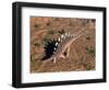 Kentrosaurus Dinosaur Walking in the Desert-null-Framed Art Print