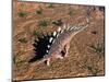 Kentrosaurus Dinosaur Walking in the Desert-null-Mounted Art Print