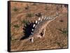 Kentrosaurus Dinosaur Walking in the Desert-null-Framed Stretched Canvas